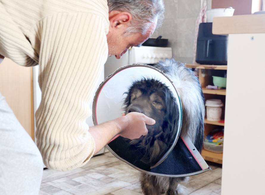 24sata Kistanje: Pas Shadow ranjen u borbi sa vukovima 