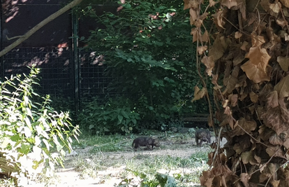 U Maksimir stigle prinove: Tri vučića uljepšala ljeto u ZOO-u