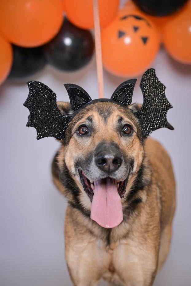 Sklonište u Dumovcu poziva na posebno jesensko udomljavanje pasa i mačaka