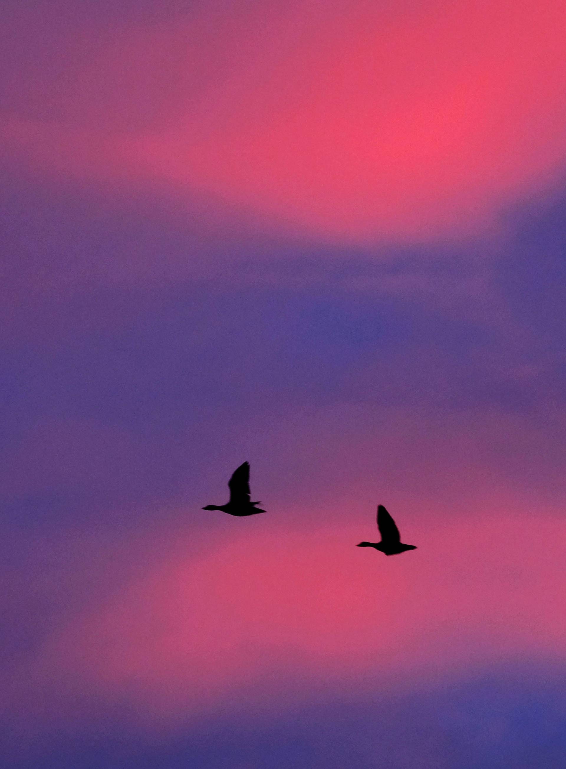 Geese in a red dawn