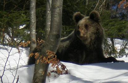 Platak: Mladi medvjed se došao slikati sa skijašima 