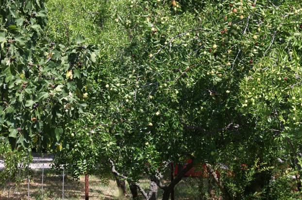 Skradin: Dozrijevaju žižule