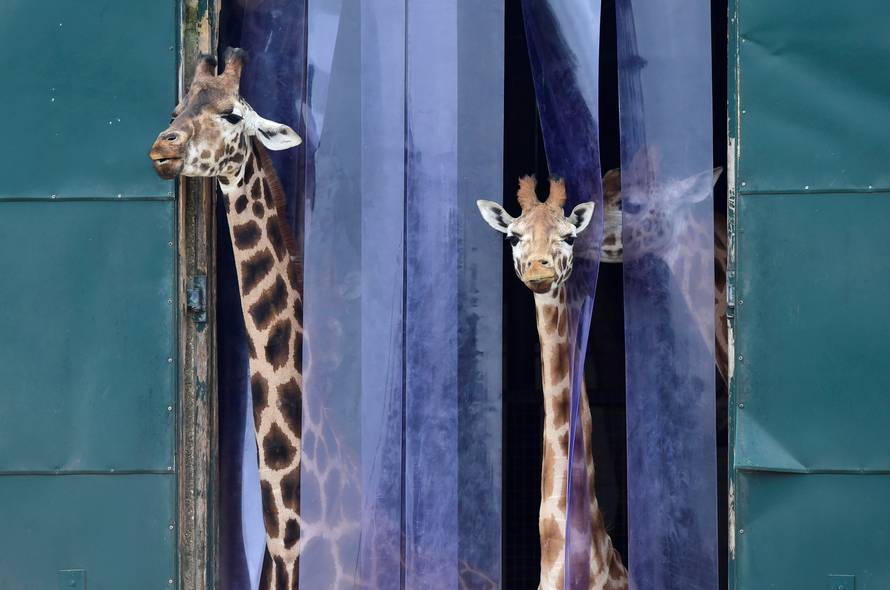 Giraffes look out from their enclosure at Marwell Zoo near Winchester in Britain