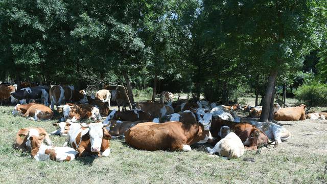 Stočarima u Osekovu uginulo 58 krava