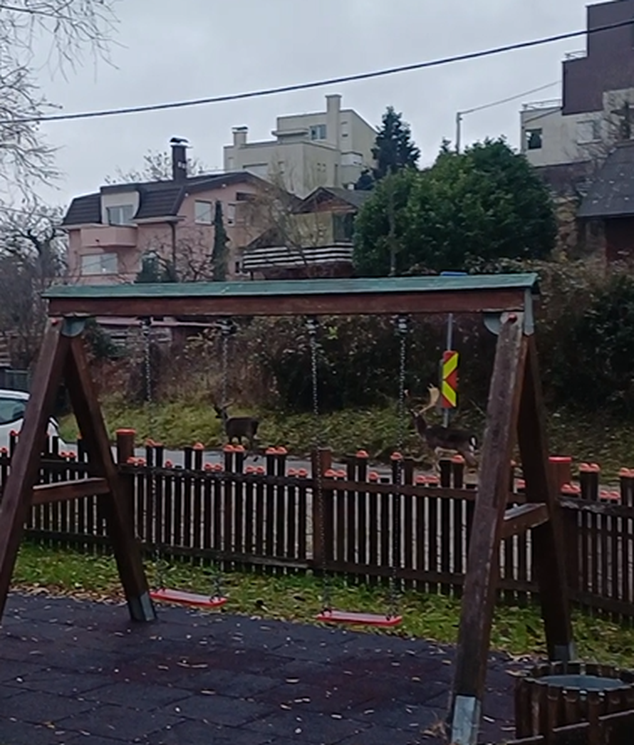 VIDEO Zagrepčanin u šoku: Dva metra od mene stajao je jelen. A onda je prošla albino košuta