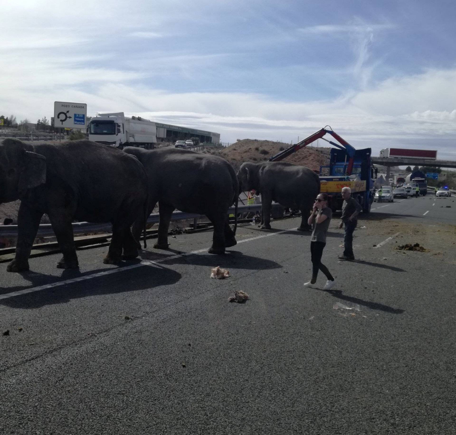 Person reacts next to elephants, after circus truck that was transporting them crashed, in Pozo Canada