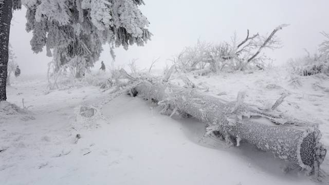 Trees are covered with ice and snow on top of the Feldberg mountain, in Germany