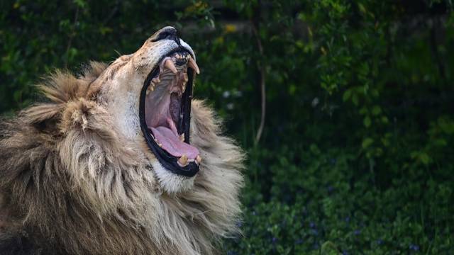 Lav rastrgao muškarca u ZOO vrtu: 'Pokušao je ukrasti laviće'