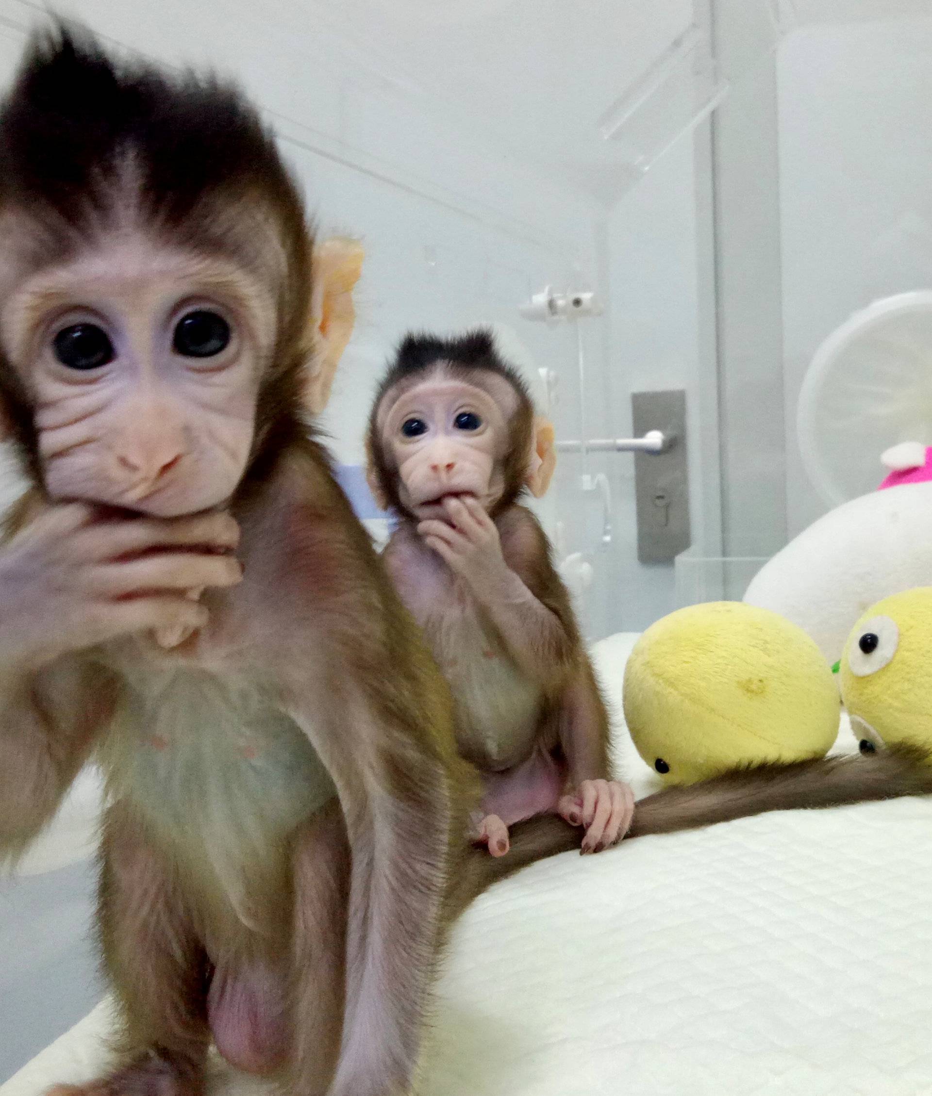 Cloned monkeys Zhong Zhong and Hua Hua are seen at the non-human primate facility at the Chinese Academy of Sciences in Shanghai