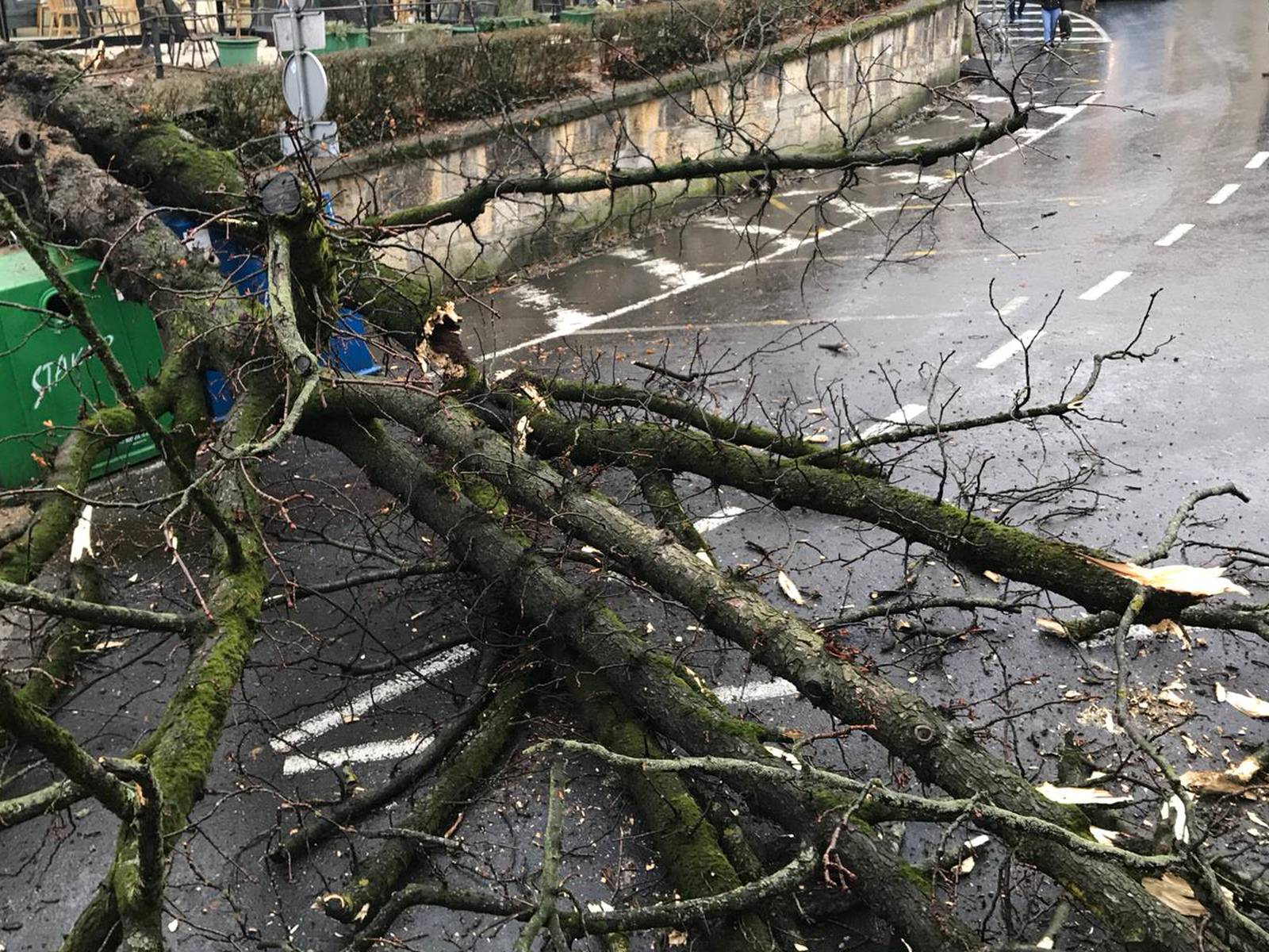 Čuo se prasak: Ogromno stablo srušilo se na ulicu u Zagrebu...