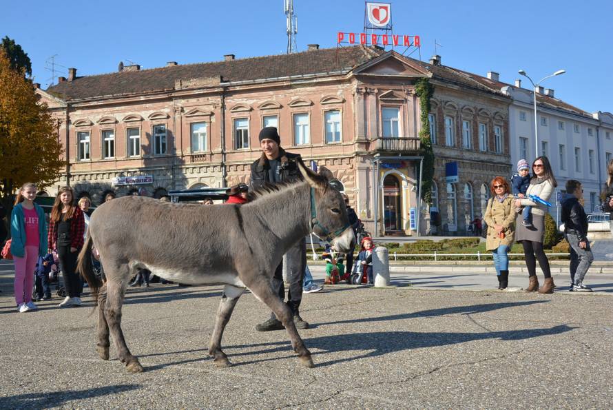 magarci