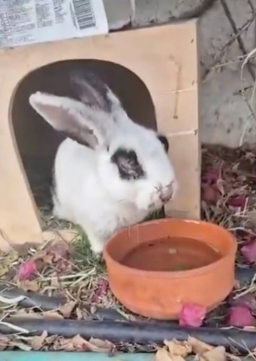 Strašno! Influenceri bježe iz Dubaija pa ostavljaju ljubimce: 'Vežu ih za stup, puštaju u park'