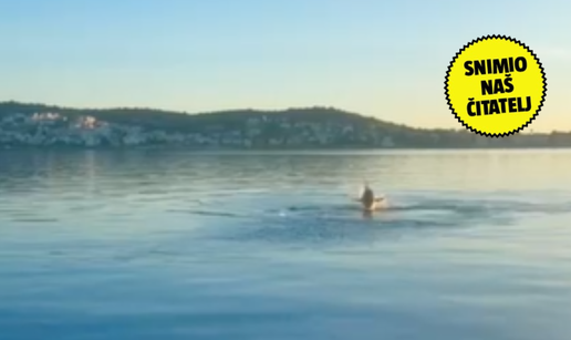 VIDEO  Kakav susret: Dvije tune iskočile iz mora u lovu na ribu. 'Mislili smo prvo da su dupini'