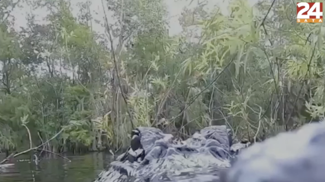 Fotograf jedva izbjegao ralje gladnog aligatora: 'Nisam znao da će skočiti i zagristi kameru'