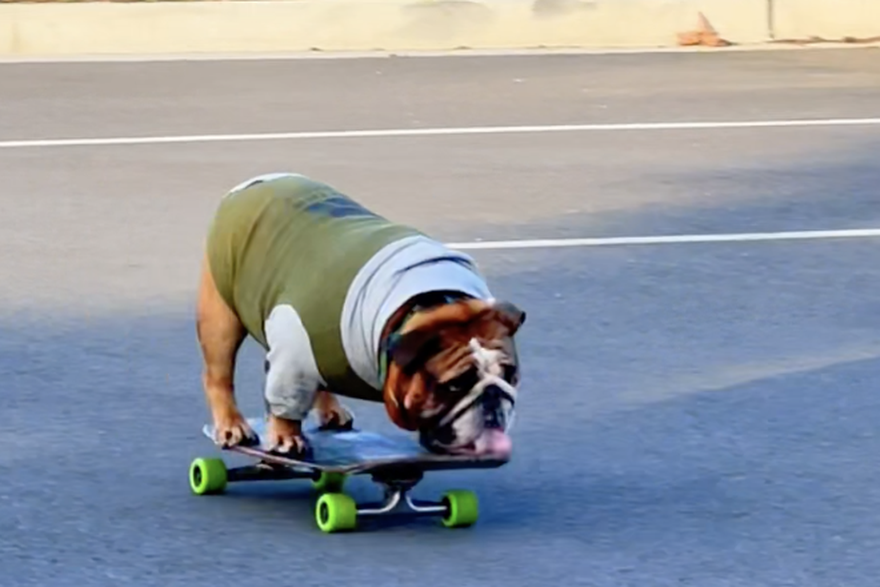 Upoznajte Chowdera - psa koji zna voziti skateboard