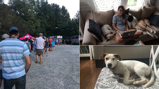 Udomljavali pse prije uragana: 'Svi su se udružili da pomognu'