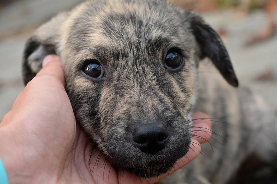 Prošle godine izašli na teren preko 2600 puta: Spašavali su domaće, ali i egzotične životinje