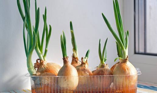 Luk vam se brzo pokvari? Držite ga na ovom mjestu u kuhinji i ostat će svjež 6 mjeseci