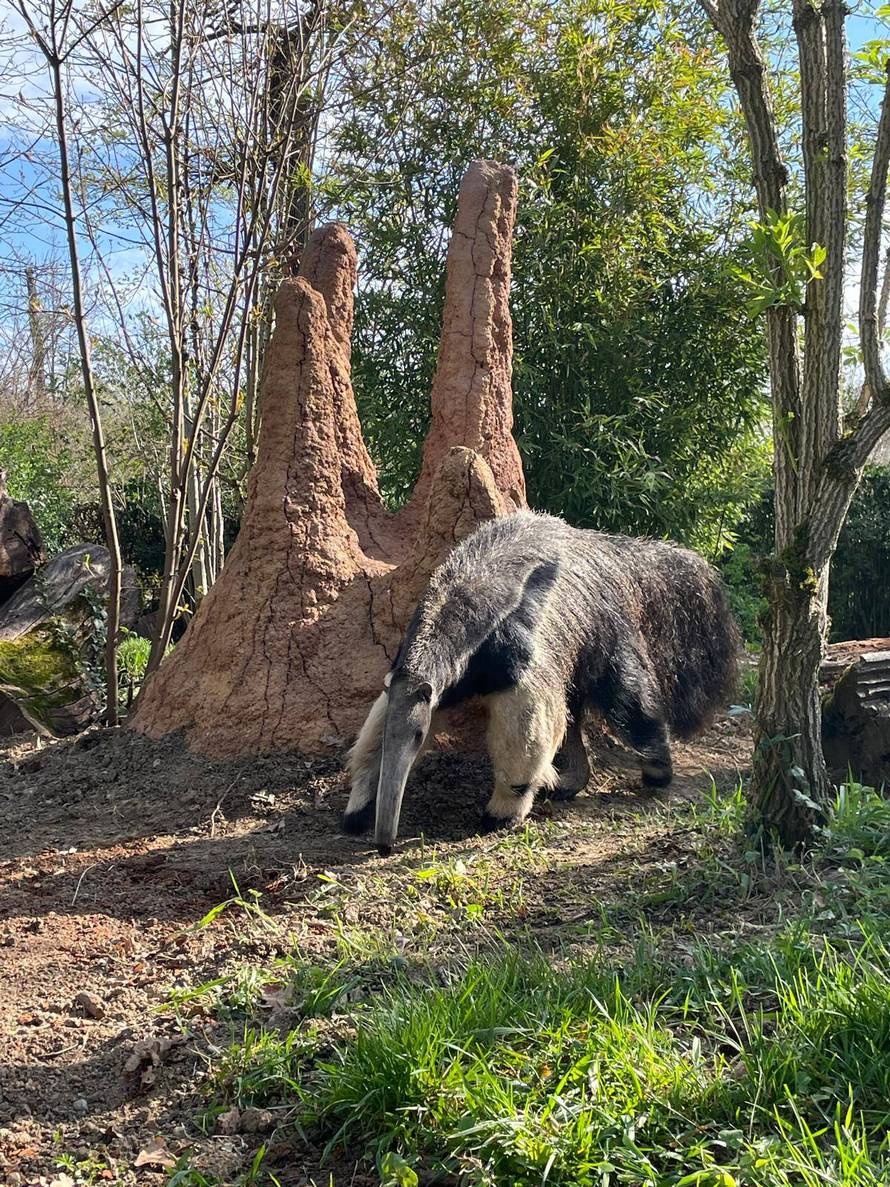 Životinje u zagrebačkom ZOO-u uživale u uskršnjim pisanicama