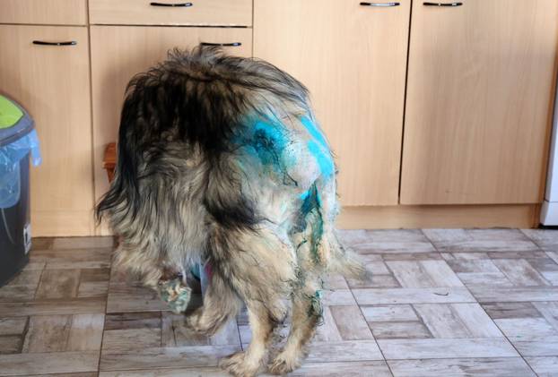 24sata Kistanje: Pas Shadow ranjen u borbi sa vukovima 