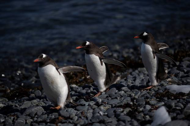 The Wider Image: On board the Antarctic expedition that reveals dramatic penguin decline