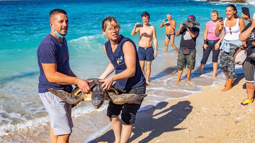 U more su vratili 170 ugroženih kornjača: Rone s kajmanima i morskim psima i hvataju raže