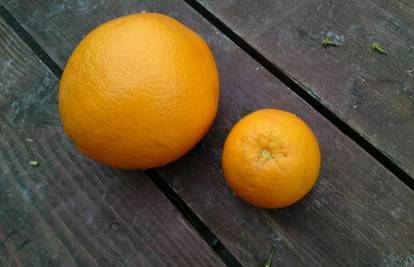 Španjolske naranče sedam su puta teže od domaćih