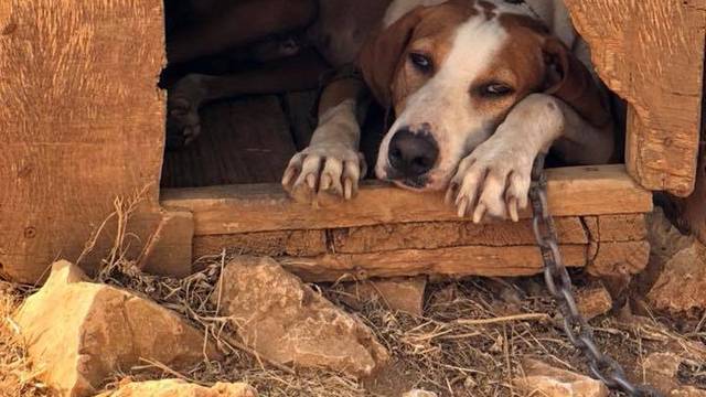 Psa vezali i ostavili bez hrane i vode: Policija je prijavila slučaj