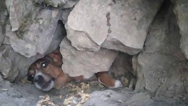 Hrabri volonteri spasili psiće zaglavljene ispod hrpe kamenja