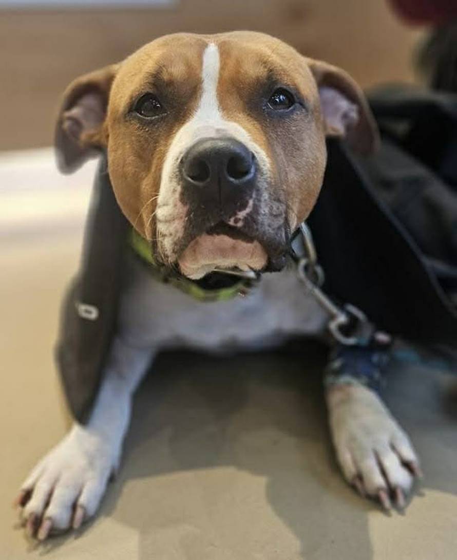 Uginula stafordica Zoi, koju su morali voziti na hemodijalizu u Austriju: 'RH treba taj aparat!'