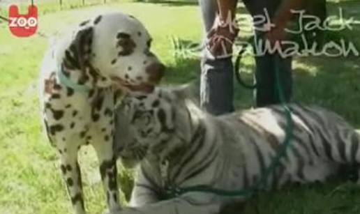 Tigar Bambay i Dalmatiner Jack su najbolji prijatelji