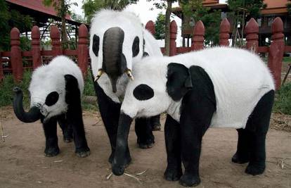 Slonovi pofarbani u crno - bijelo slave rođenje pande