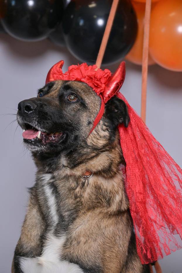 Sklonište u Dumovcu poziva na posebno jesensko udomljavanje pasa i mačaka