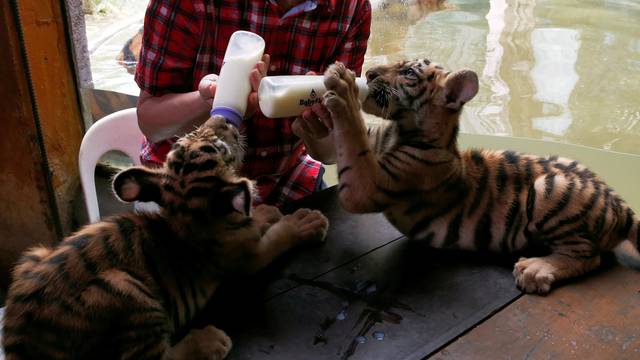 Bengal Tiger cubs which were named Duterte and Leni, referring to President Rodrigo Duterte and Vice-President Leni Robredo, by zoo owner Manny Tiangco drinks milk from bottles at Malabon Zoo in Malabon, Metro Manila