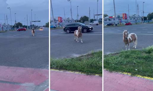 VIDEO Odbjegli poni prošetao je po prometnoj cesti u Zagrebu