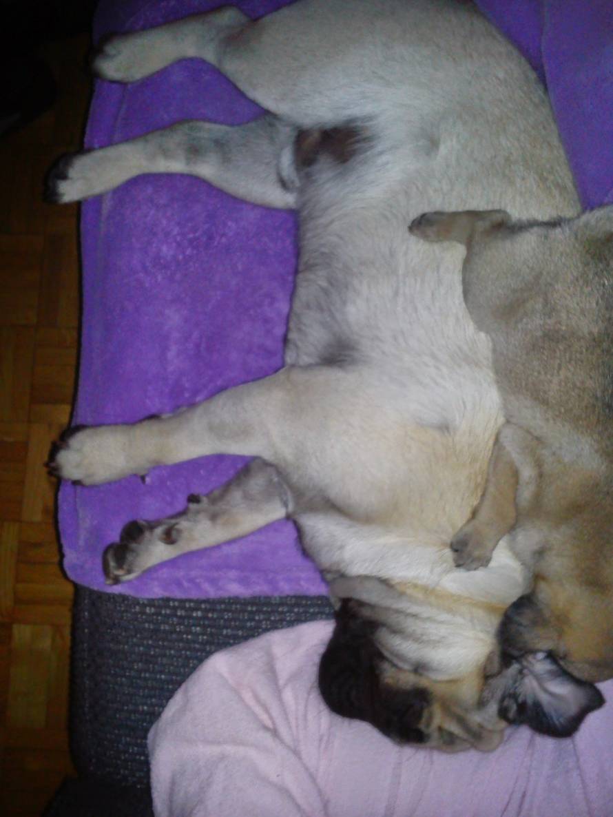 24ljubimci/Fotografije čitatelja