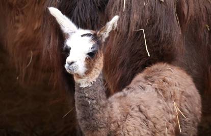 Zagrebački ZOO još bogatiji: Mala ljama uživa s mamom