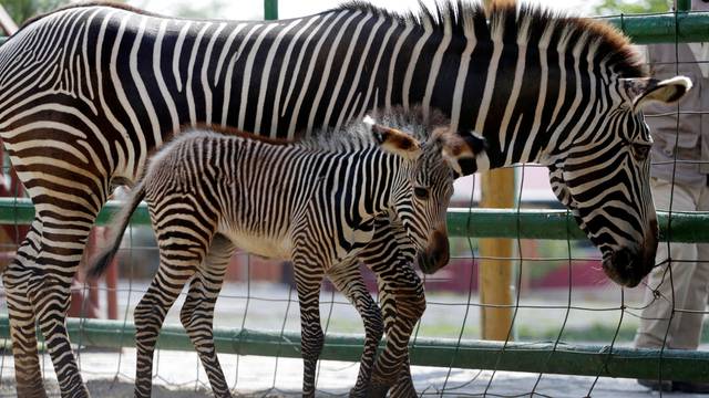 Newborn Grevy's Zebra is seen next her mother in an enclosure at the Xenpal Zoo in Garcia
