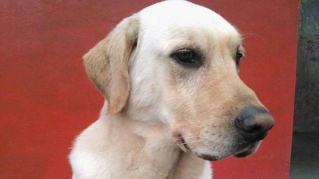 Iz ruševina spasio sedam ljudi: Uginuo je spasilački pas Dayko