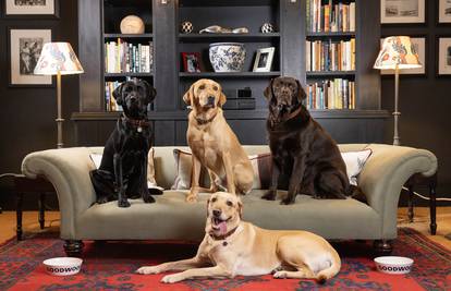 Danas je njihov dan! Labradori su predivni obiteljski psi - vrlo pametni, odani i poslušni