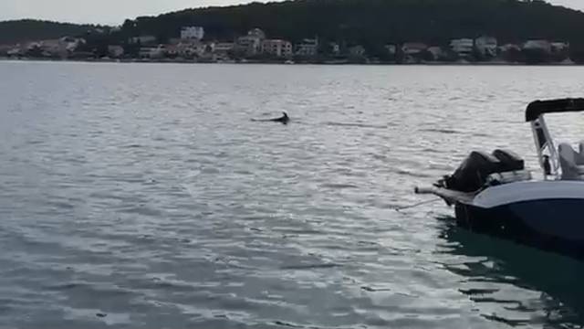 VIDEO Snimio dupina u moru kod Murtera: 'Pobojao sam se da se radi o morskom psu...'