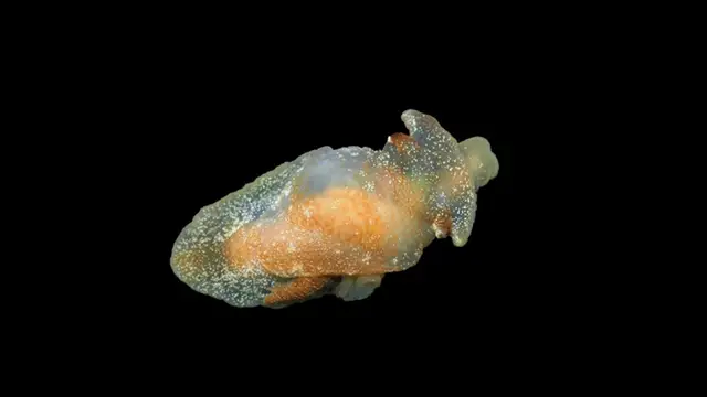 Neobično morsko stvorenje otkrili su u britanskim vodama