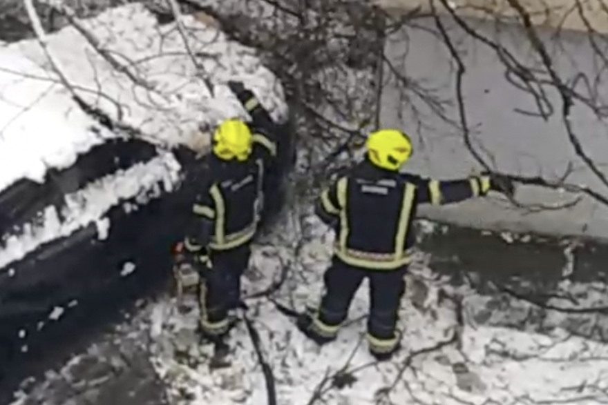 Srušeno stablo: Ulica braće Cvijića 27, Zagreb