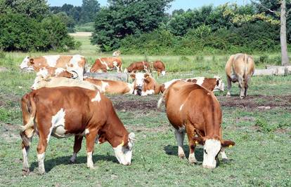 Slučaj bedrenice kod Vrlike: Nije ni čudo, neki u ministarstvu su kravu vidjeli samo na čokoladi