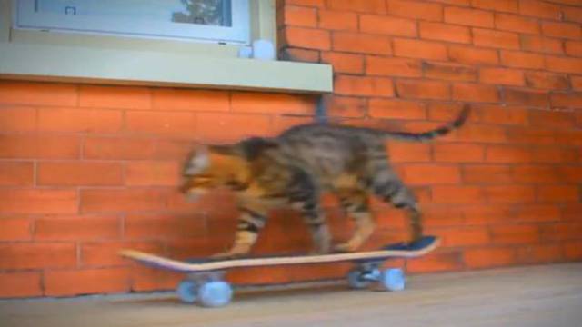 Ova bengalska mačka zna sve trikove, ne možete je prevariti