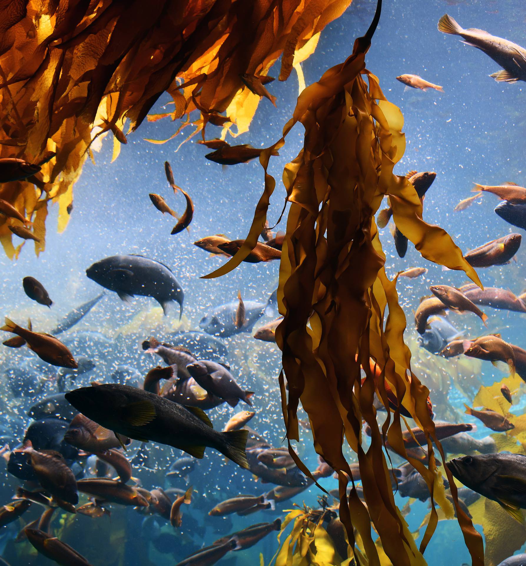 Zbog toplijeg oceana sve brže odumiru šume divovskog kelpa