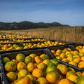 Uništili hrpu mandarina: 'Već 20 godina koristimo taj pesticid i sad je odjednom otrovan...'