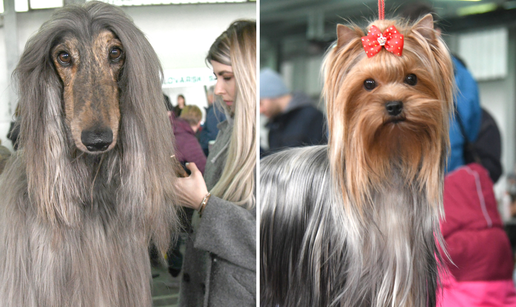 Znanstvenici: Psi se ne razlikuju u veličini  i oblicima zbog našeg utjecaja i uzgoja u novije doba