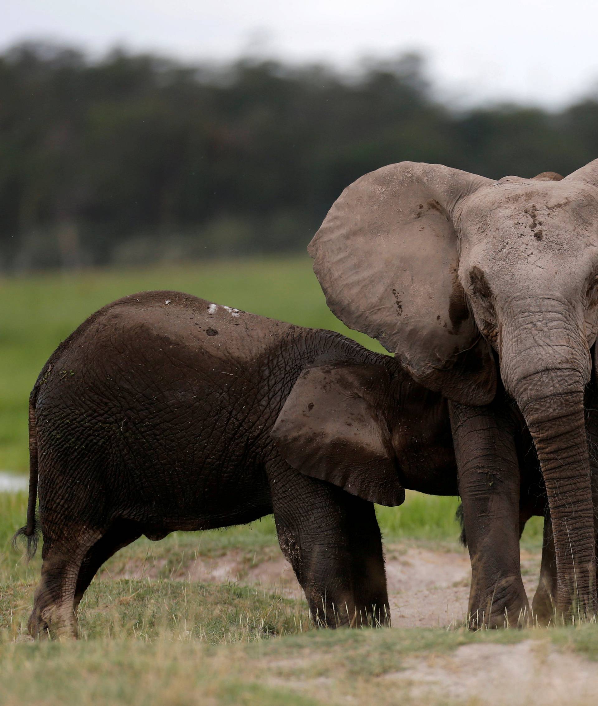 An elephant breastfeeds its young one at the Amboseli National Park, southeast of Kenya's capital Nairobi