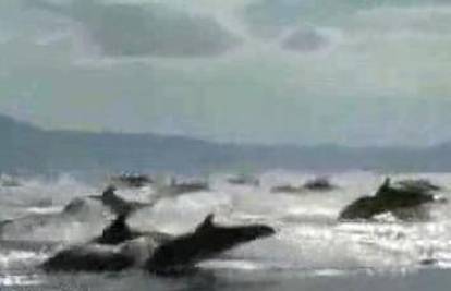 Jato delfina okružilo je ljude koji su plovili morem